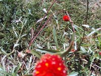 photos 2000-200902726